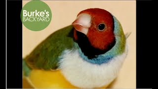 Gouldian Finch Road Test by BurkesBackyard 195 views 1 month ago 4 minutes, 12 seconds