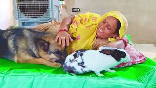 My Mom Sharing Bed With My German Shepherd Dog and Baby Bunny