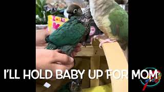 Incredible! These GCC Parrot Parents Going 2 Babies I'm Feeding | #parrot_bliss #greencheekedconure by Parrot Bliss 1,312 views 2 months ago 2 minutes, 55 seconds