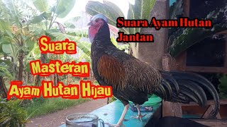 SUARA AYAM HUTAN JANTAN // COCOK UNTUK BERBURU AYAM HUTAN HIJAU