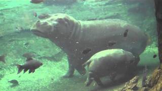 CUTE  Mama Hippo and Baby Hippo Swimming Together