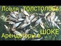 ЛОВЛЯ ТОЛСТОЛОБИКА.АРЕНДАТОРЫ в ШОКЕ.УБИЙЦА ТОЛСТОЛОБИКА.