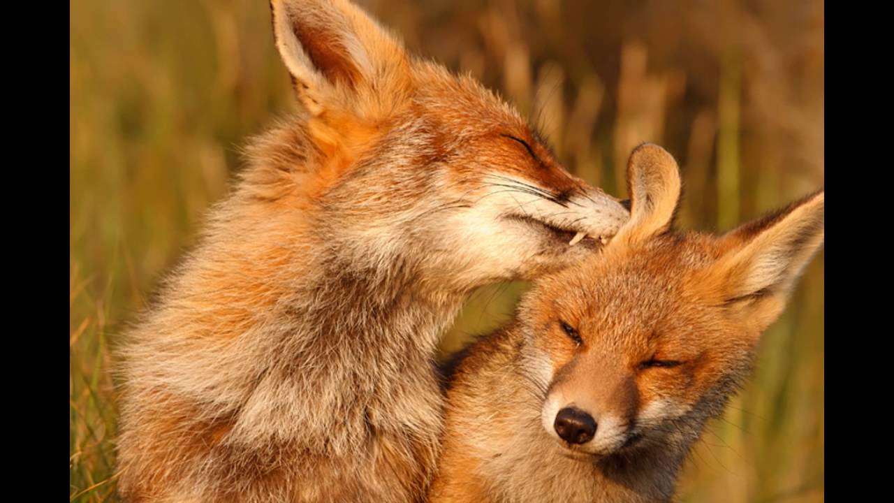 Those are foxes. Лисы любовь. Две лисы. Две лисы обнимаются. Лисички обнимаются.