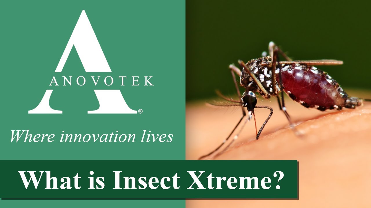 What Is Insect Xtreme?