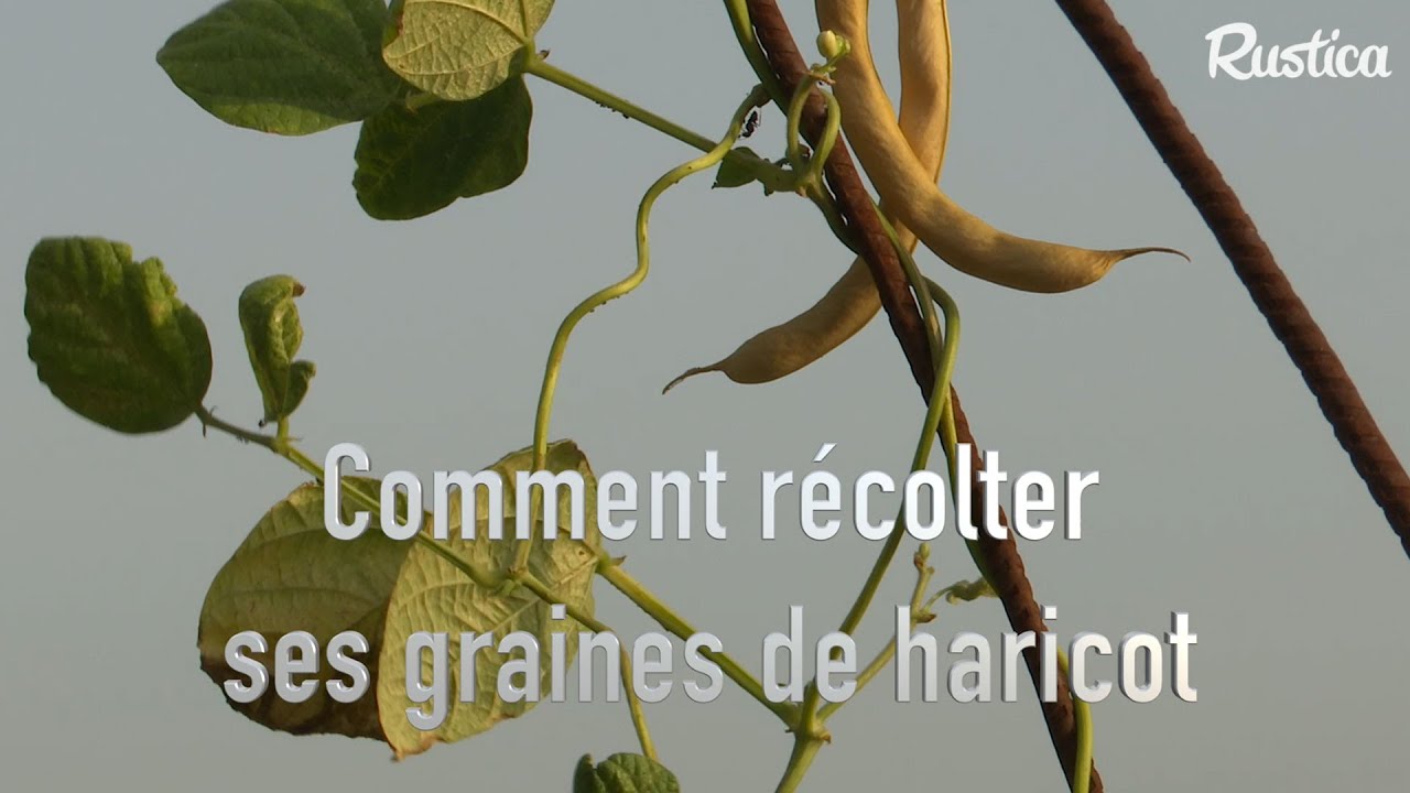 Comment récolter ses graines de haricot