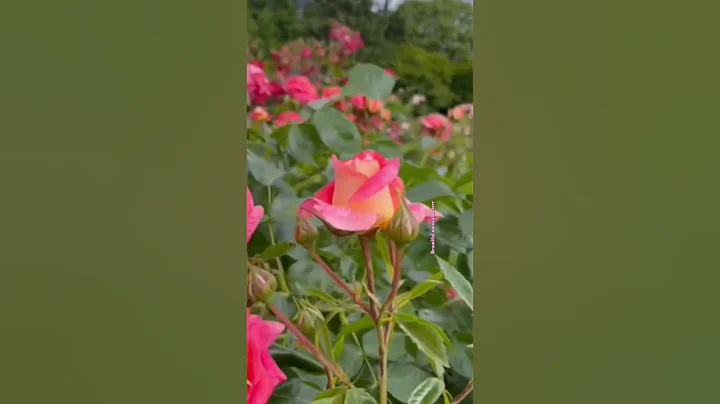 Beautiful flowers #plantsofindia #terracegardenindia #nature #rose #love #flowers #gardens#amazing thumbnail