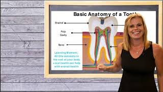 Basic Dental Terminology: How to explain dentistry to a patient