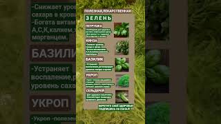ПОЛЕЗНАЯ,ЛЕКАРСТВЕННАЯ ЗЕЛЕНЬ