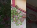 Beautiful Home gardening #youtubeshorts #trendingshorts #beauty #shortsfeed #flowers #shorts
