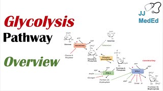 Glycolysis Pathway | Enzymes, Regulation and Products