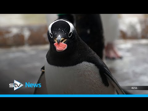 Children paint pebbles to celebrate penguin breeding season