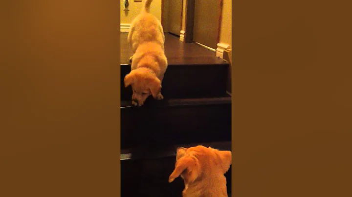 Puppy teaching Puppy to go down stairs!  SO cute! ...