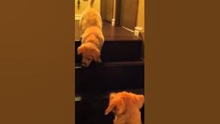 Puppy teaching Puppy to go down stairs!  SO cute! - ORIGINAL VIDEO! (from owner)