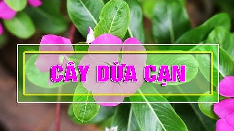 ĐIỆN BIÊN - Tác dụng chữa bệnh của cây dừa cạn | Vị thuốc quanh ta | ĐTV
