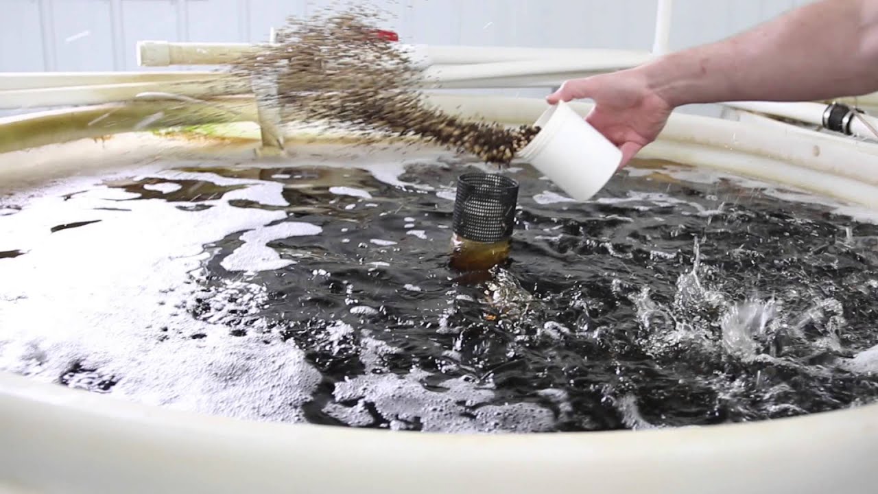 Tilapia Indoor Recirculating Aquaculture System Ohio YouTube
