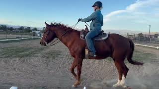 WDAA 2022 Western Dressage Basic Level 1 Test Net Worth