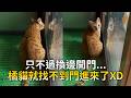 只不過換邊開門...橘貓就找不到門進來了XD