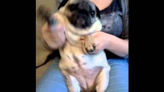 tammy the pug drumming