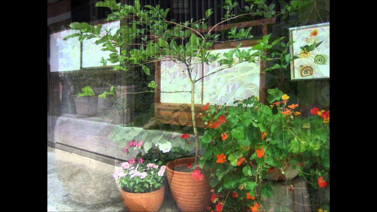 玄関を彩る鉢植え Youtube