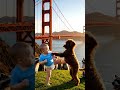 BABY VS POODLE GONE WILD 🤯 | CRAZIEST ANIMAL FIGHT EVER at Golden Gate