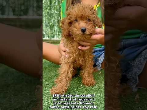 ROMEO — Pudel Toy