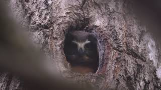Saw Whet Owl Owlet May 2021