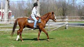 Ruby canter depart
