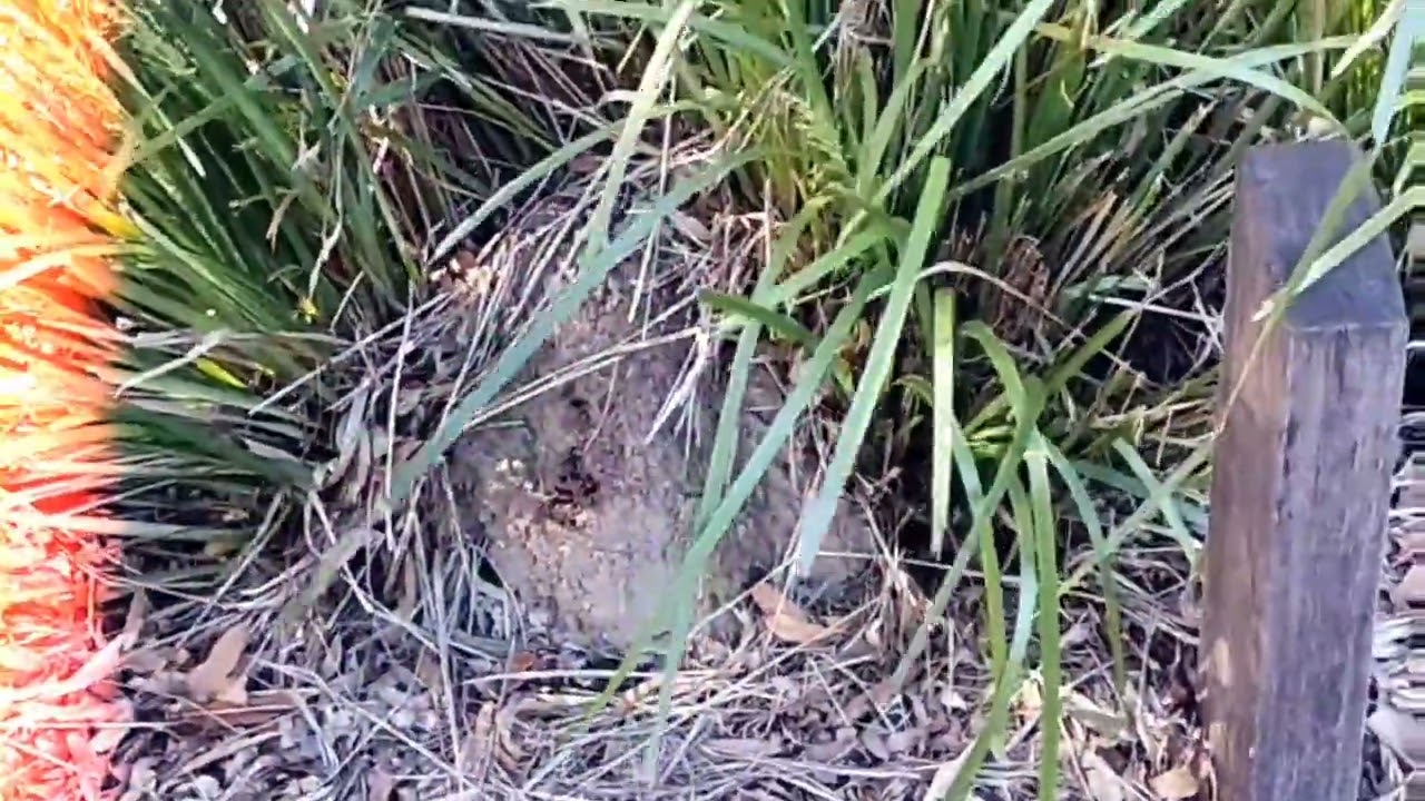 Ben's Termite Control Brisbane | Fast, Reliable Pest Control Services 