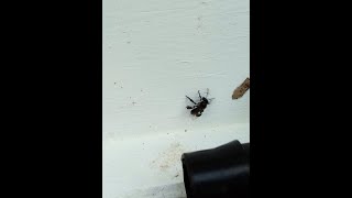 Native Australian Stingless Honey Bee splitting the hive