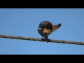 &#39;Asian&#39; Red-rumped Swallow