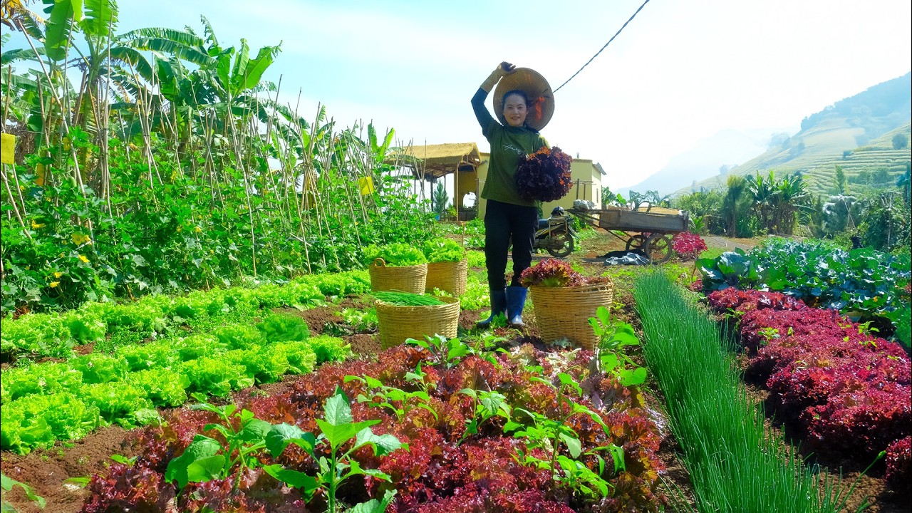 Harvest Chives and Lettuce After 50 Days Of Planting To Sell– Cook Stir-Fried Pork Blood With Chives