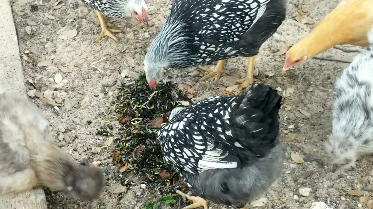 Chickens eating caterpillars YouTube