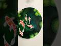 Koi Fish Pond Acrylic Painting #acrylicpainting #ytshorts #art #yt #shorts #koifish #koipond