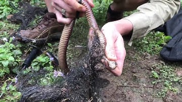 Red-Bellied Black Snake Rescue || ViralHog
