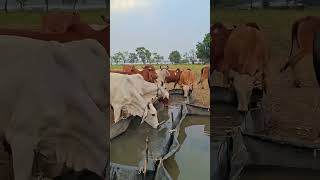 Dancing Cow #ytshorts #love #pakistan #funny #comedy #birds #duet #vijay #funnycow #cow #indiancow