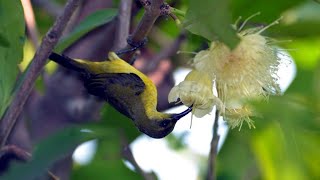 BACKSOUND SUARA BURUNG NO COPYRIGHT
