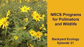 NRCS Programs for Pollinators and Wildlife