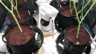 Tent 1 update day 20 flwr
