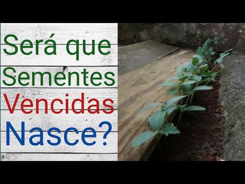 Vídeo: Sementes Vencidas