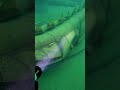 This is why I don't swim in lakes! 😨⚓#submechanophobia #scubadiving #underwater