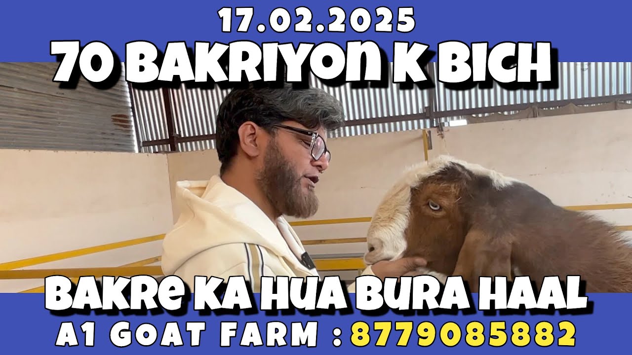 70 Bakriyon K Bich Bakre Ka Hua Bura Haal | Best Bakra Farm | Bakrid ...