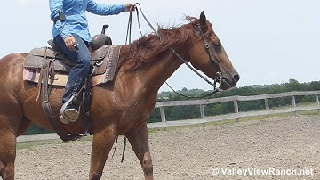 WT R U Jelous Yet - Jogging, loping, stops, turns - ValleyViewRanch.net