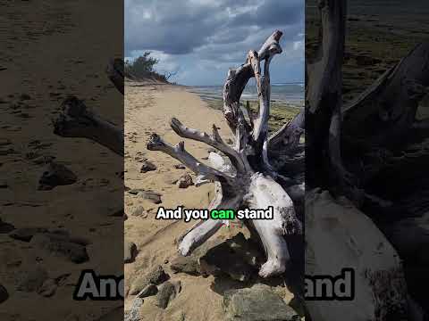 AEO In 30 To 90 Days