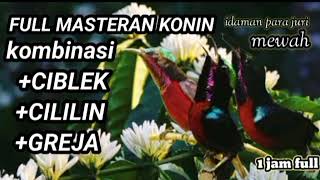 full masteran konin kombinasi ciblek cililin greja mewah #subscribe #youtube