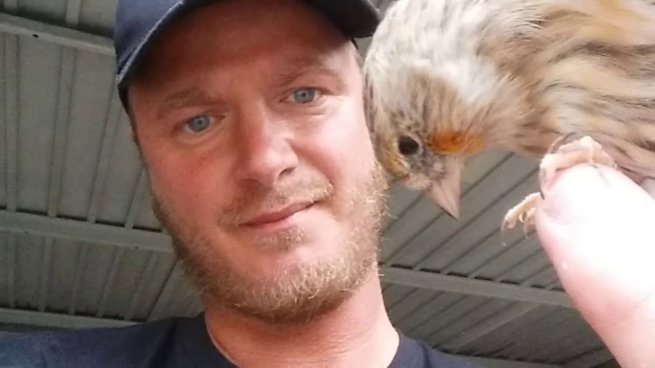 هجين الحسون Metis chardonneret 2018