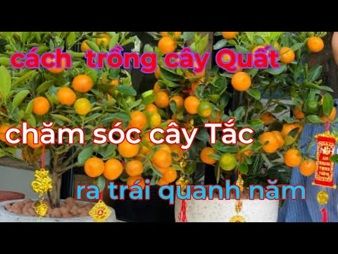 Video: Container Trồng Cây Quất - Học Cách Trồng Quất Trong Chậu