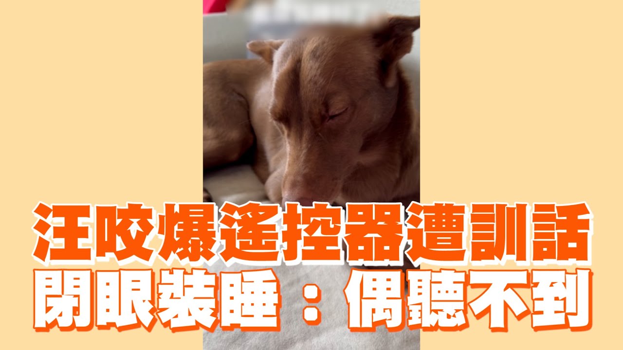 汪咬爆遙控器遭訓話　閉眼裝睡：偶聽不到 ｜#寵物雲