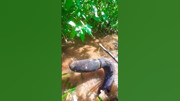 Cá Lớn - Bắt lóc Khủng bằng thòng lọng 🤣 #khacthuyvlogg