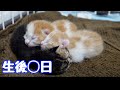 真夏日に生後間もない子猫を保護しました。