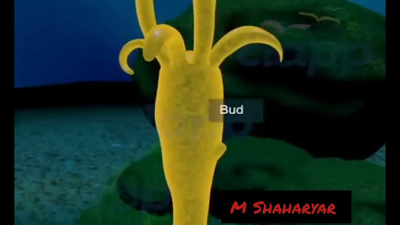Asexual Reproduction- Budding in Hydra